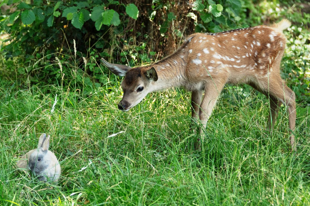 BAMBI: příběh života z lesů