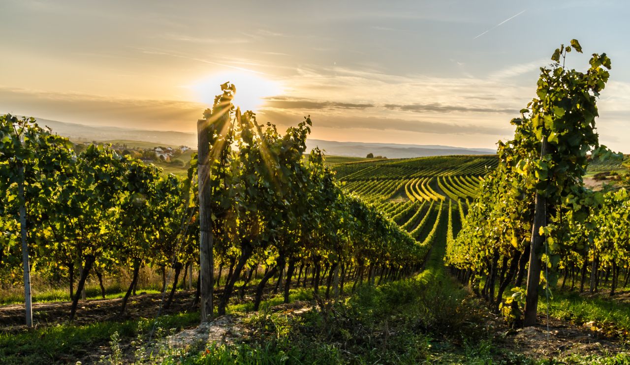 Sezóna vína a veselí. Jak během září a října naplno vytěžit kalendář oblíbených vinobraní?